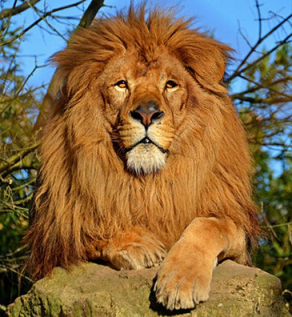 Lion_d'Afrique